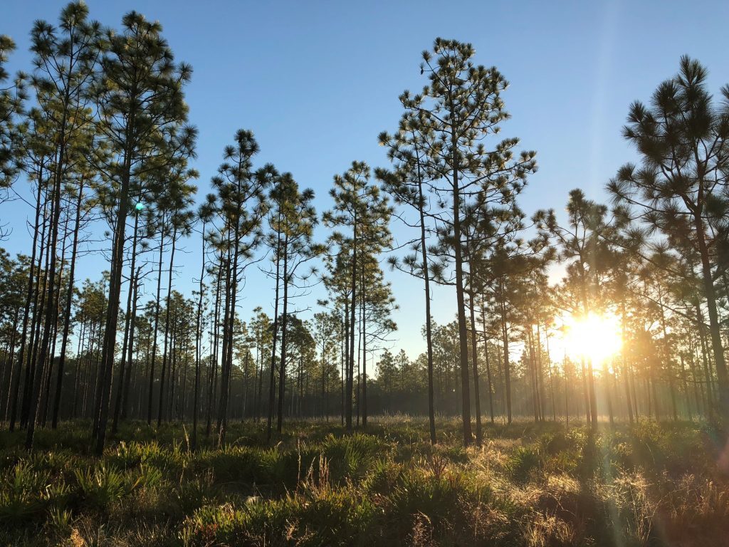Tree line in Jennings State Forest