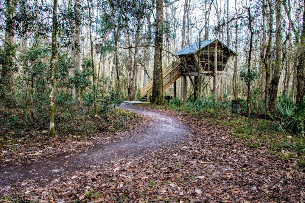 a treehouse located in a dense forest