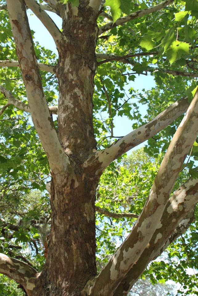 Glimpse of the Moon Tree in Keystone Heights