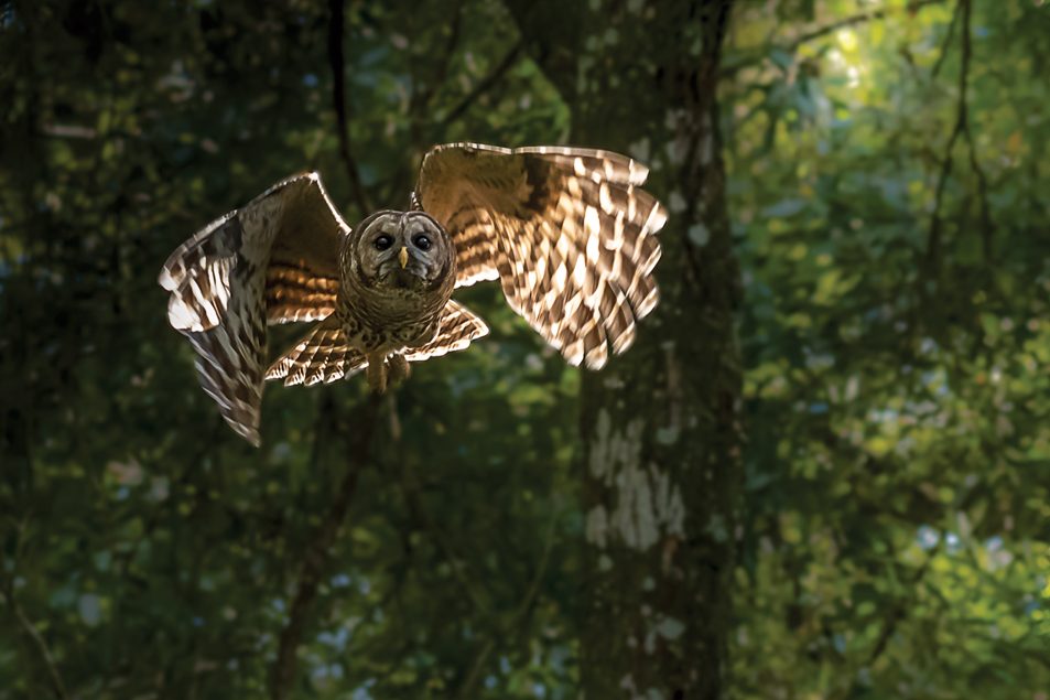 Barred Owl flying through trees