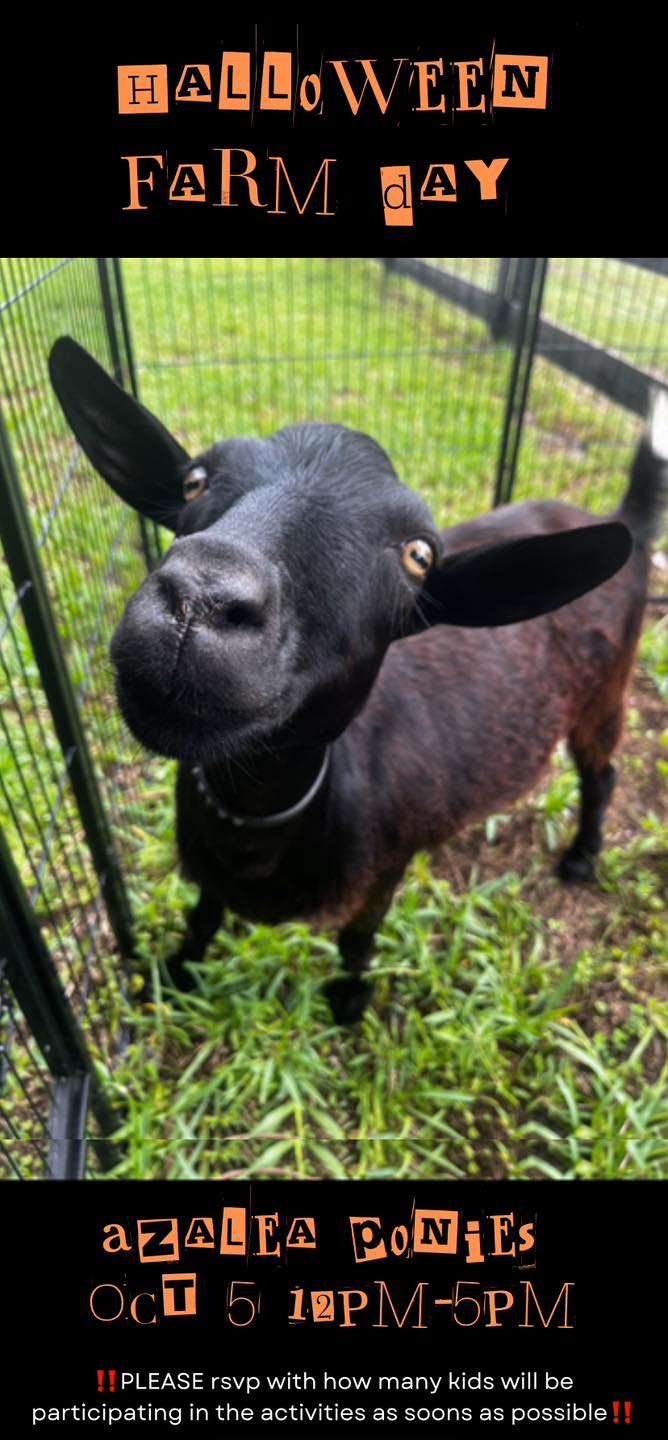 Black Goat looking up at camera