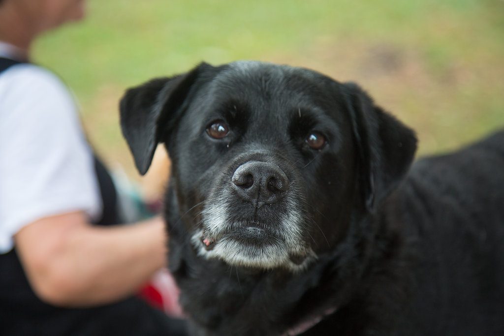 Dog in Clay County, Fl