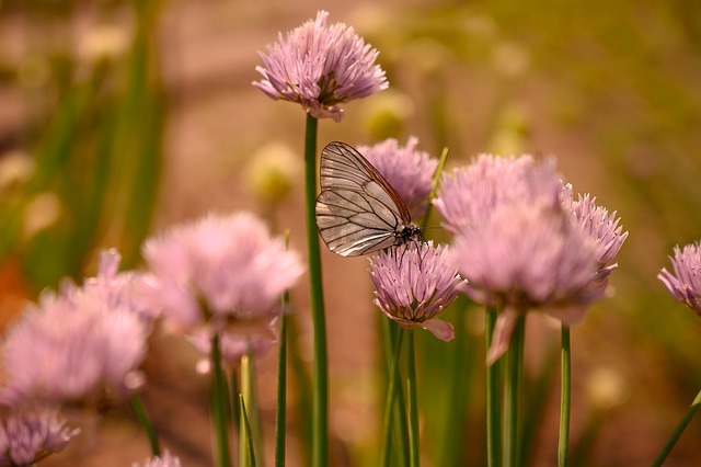 Photo of a butterfly resting on a field of pink flowers.