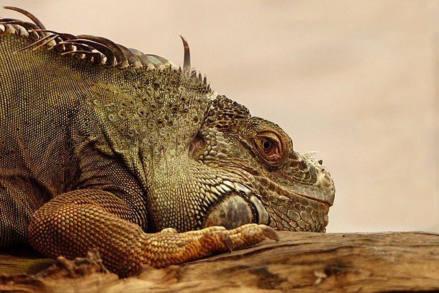Photo of a green iguana resting on a log.
