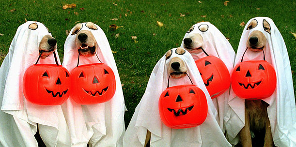 Five dogs dressed as ghosts holing plastic jack-o-lanterns.